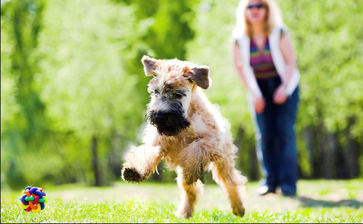 Juguetes peligrosos para perros fashion